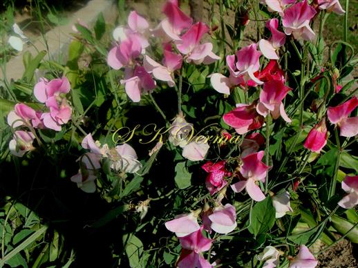  Plants with flowers